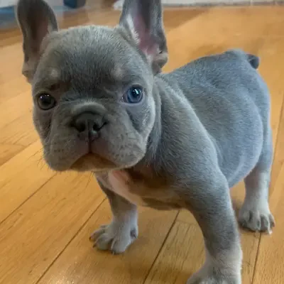 French Bulldogs Gallery 1